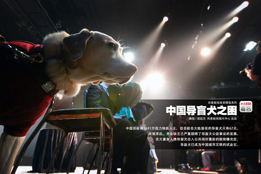 Blindenhunde und ihre fehlende Akzeptanz in China