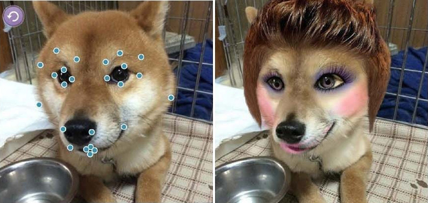 Make-Up-App für Hunde und Katzen